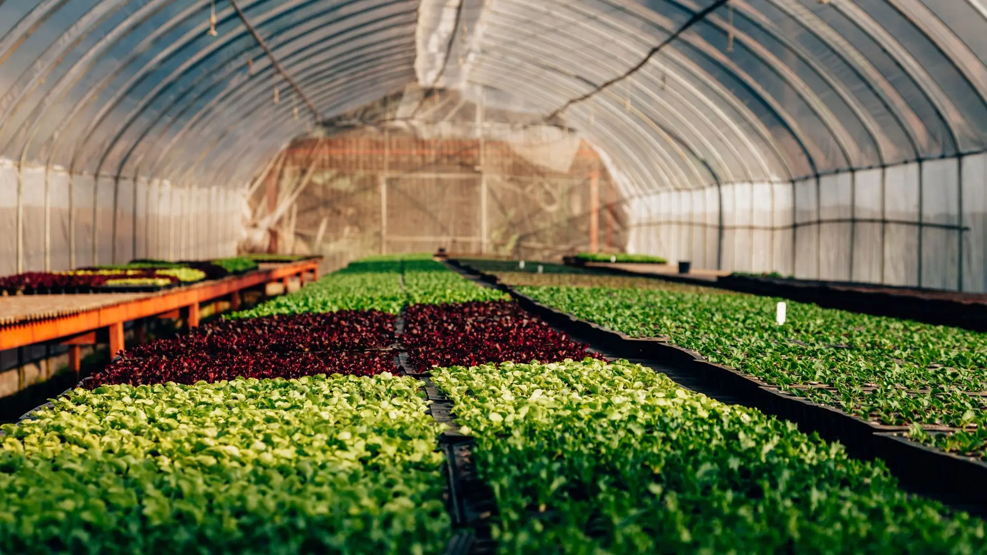 Healthy hydroponic crops growing in a greenhouse, supported by reliable supply and logistics services from Tumbleweed Hydroponics.